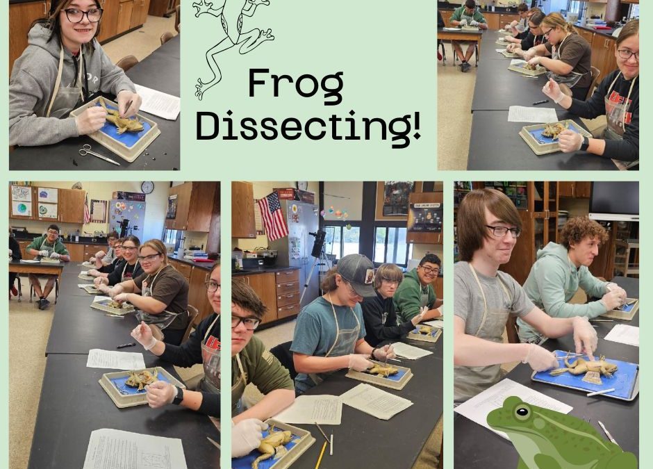 Biology II students dissecting frogs